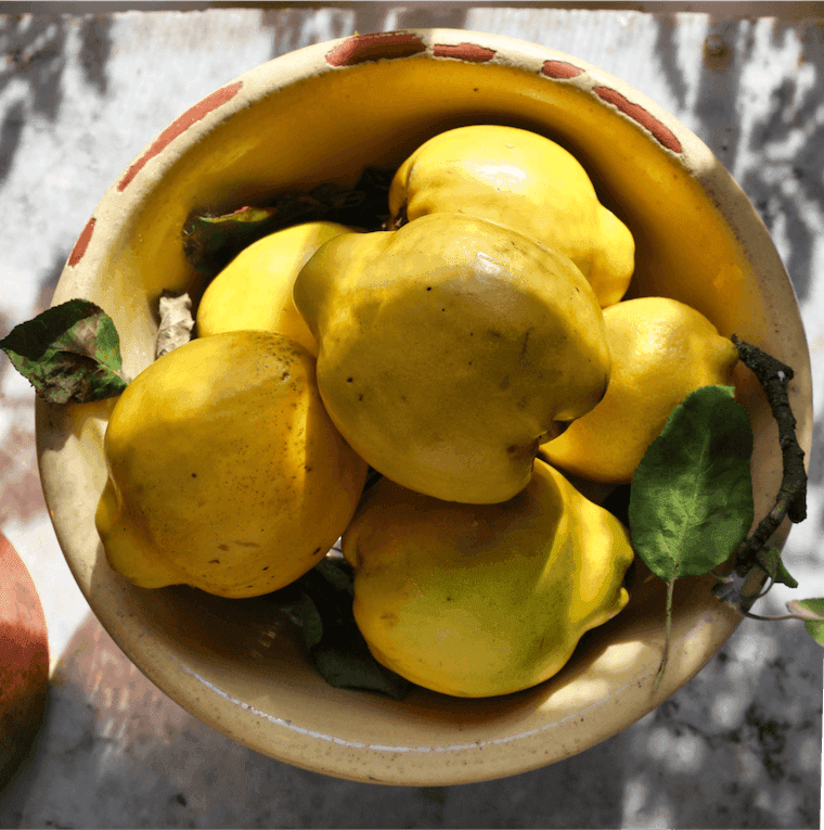 A bowl of golden quinces