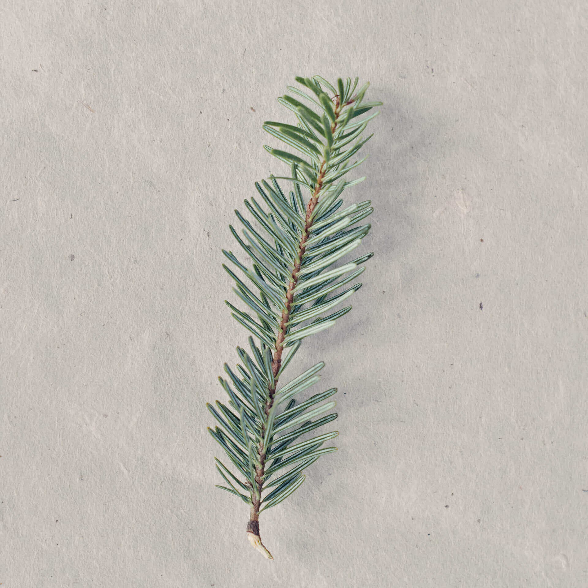 Balsam fir