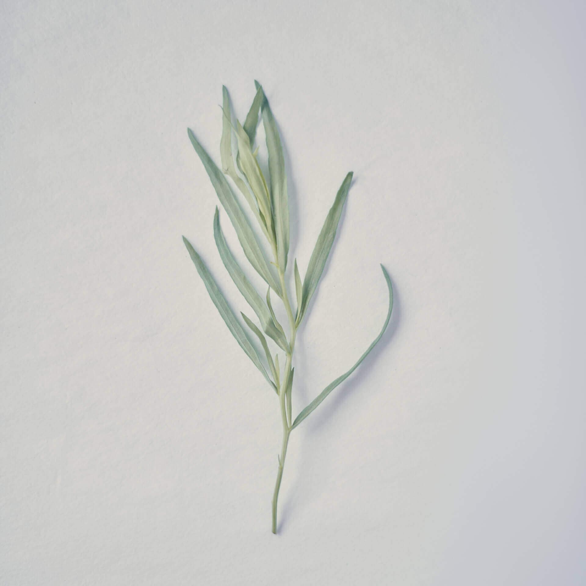 Tarragon leaf