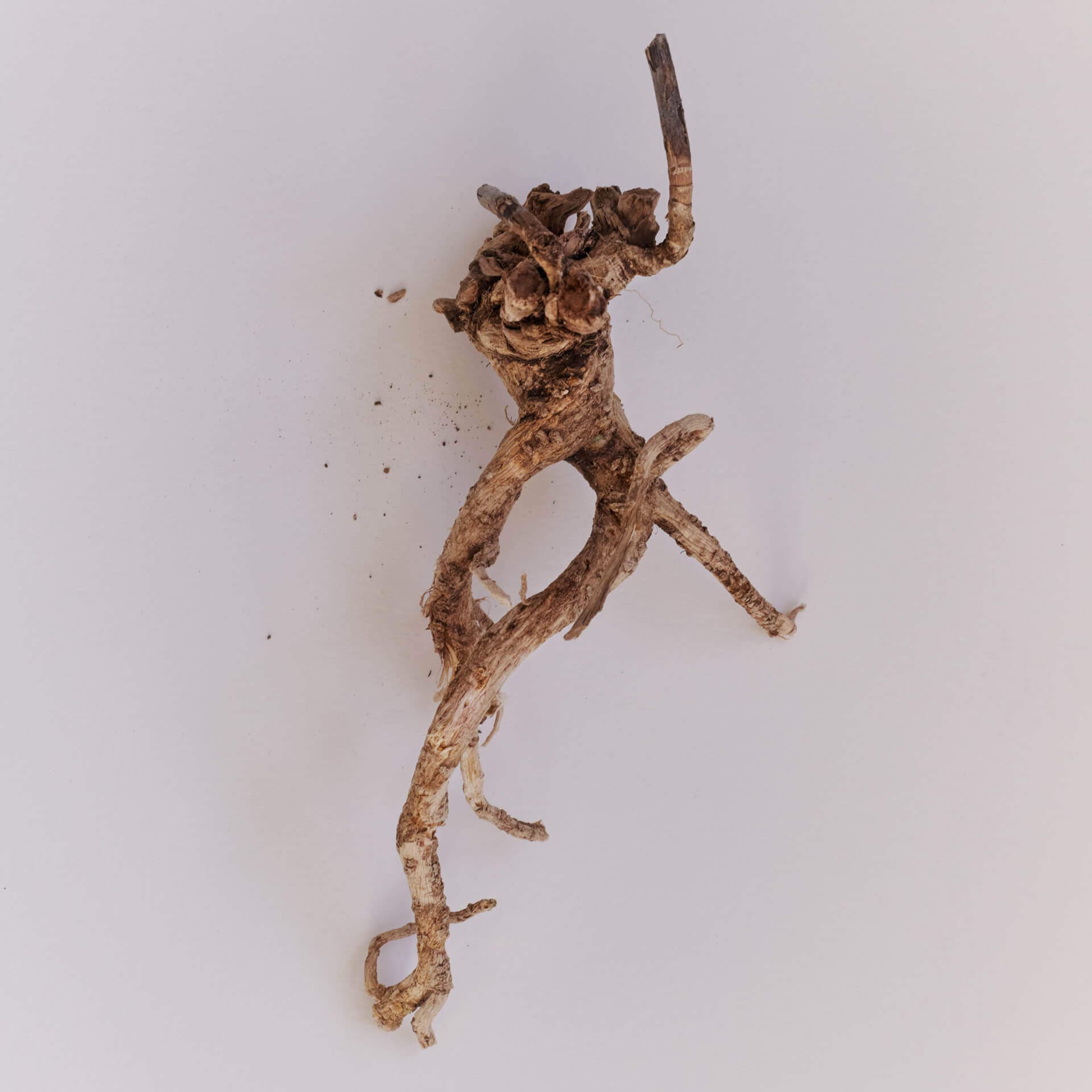 Ferula gummosa root