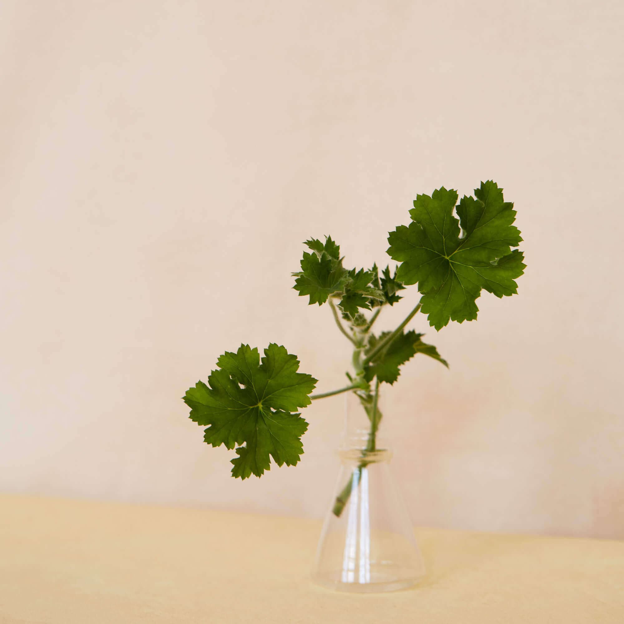 Rose geranium