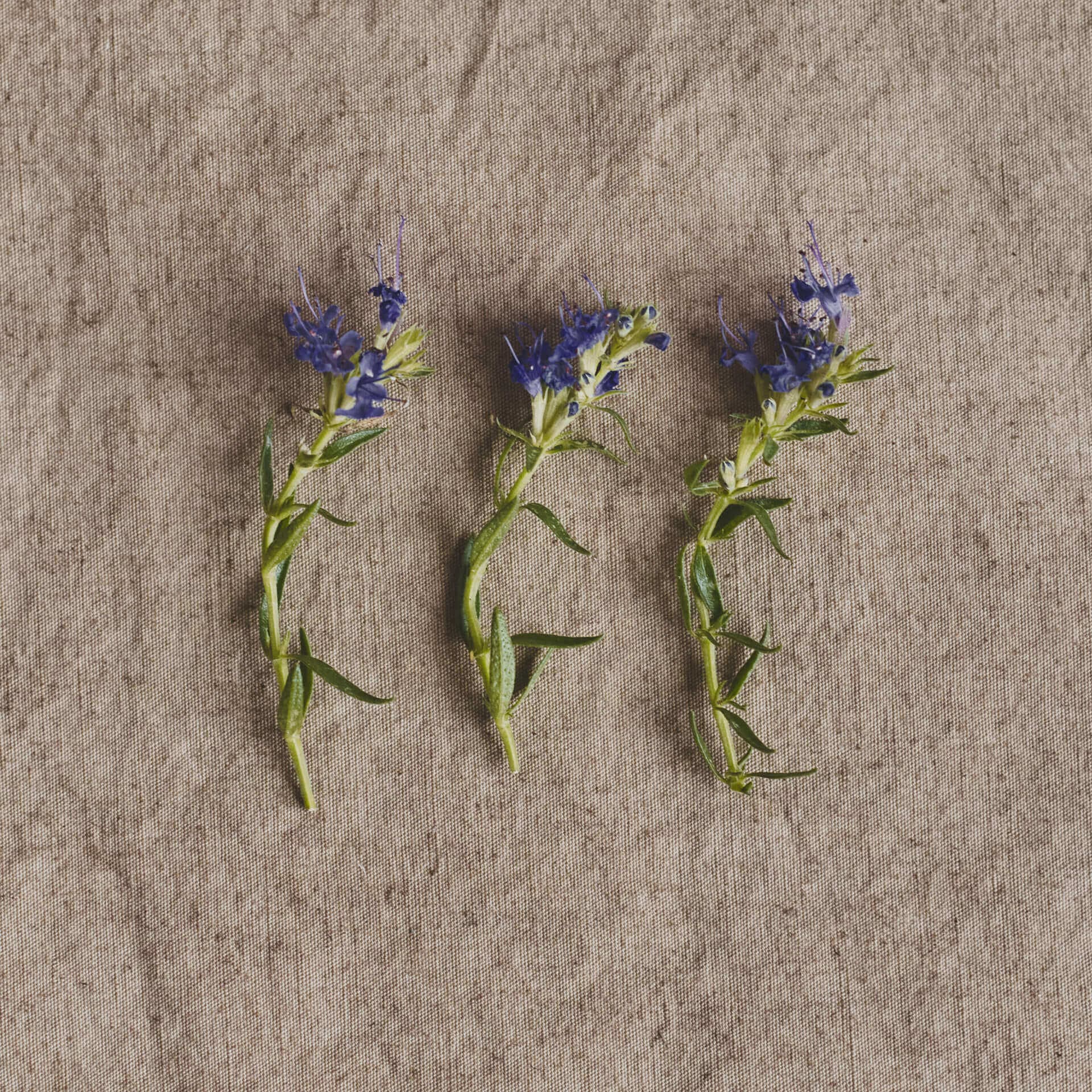 Hyssop