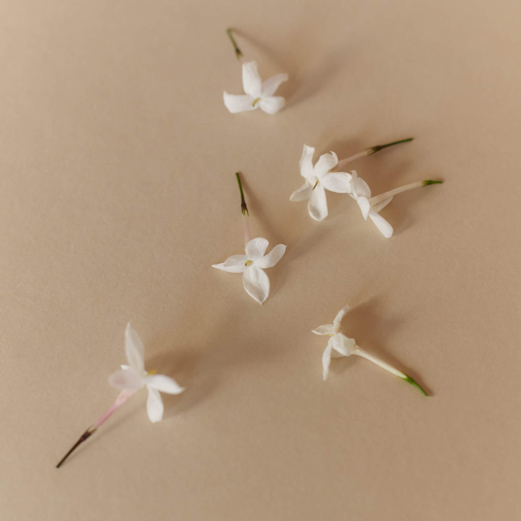 Jasmine grandiflorum