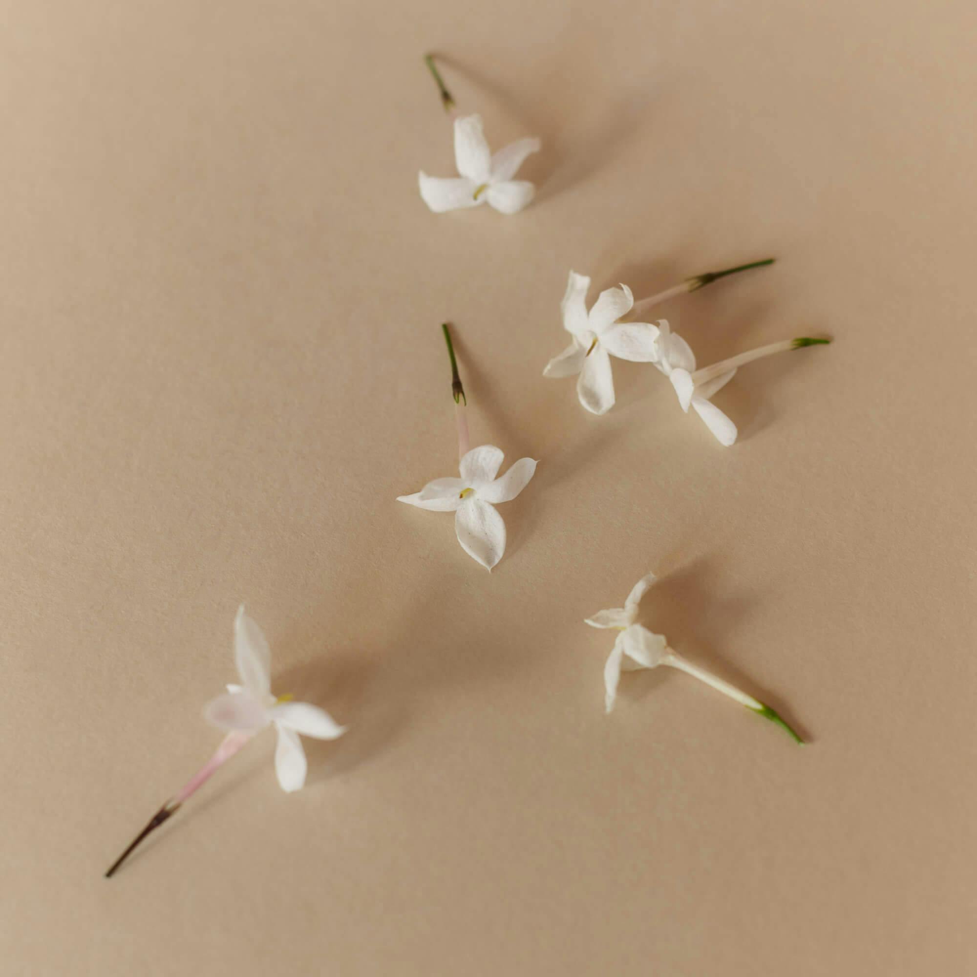 Organic Jasmine grandiflorum, Ffern perfumery ingredient