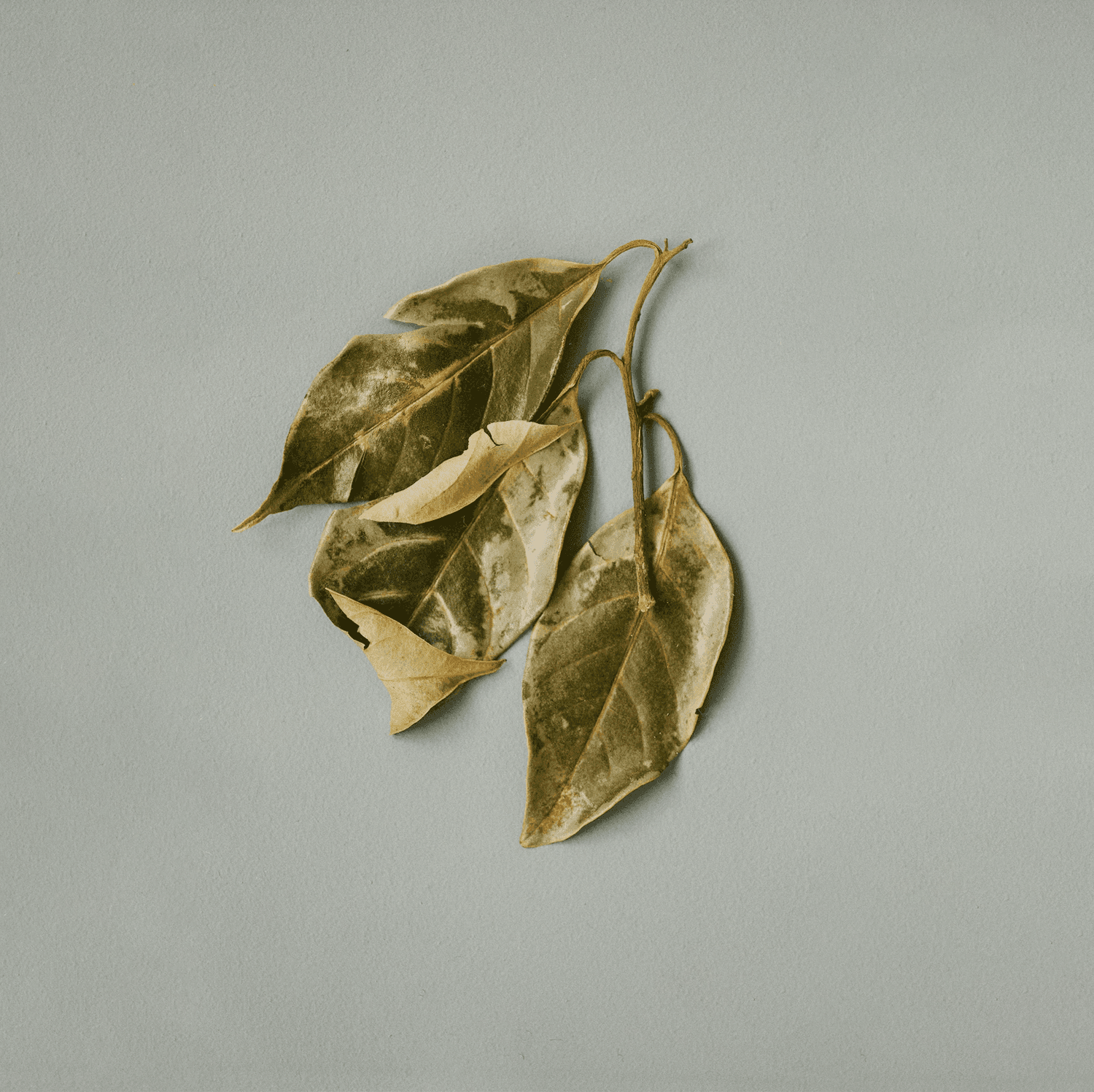 Bay leaf