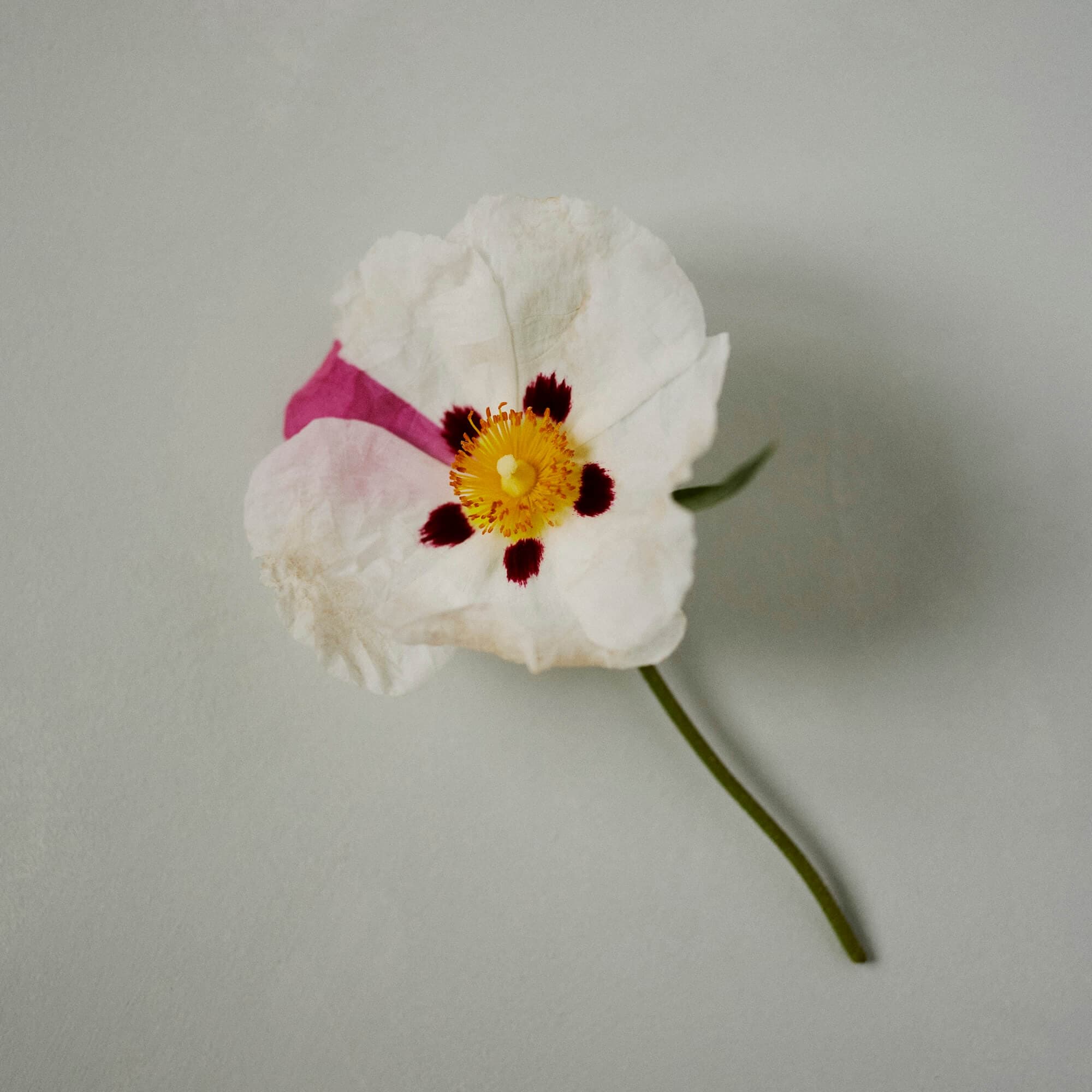 Brown-eyed rock rose