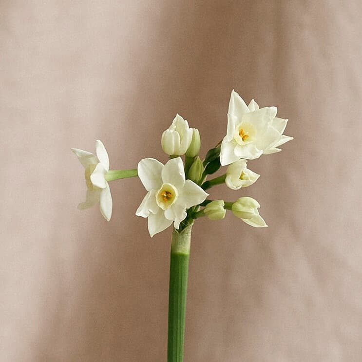 Jonquil daffodil