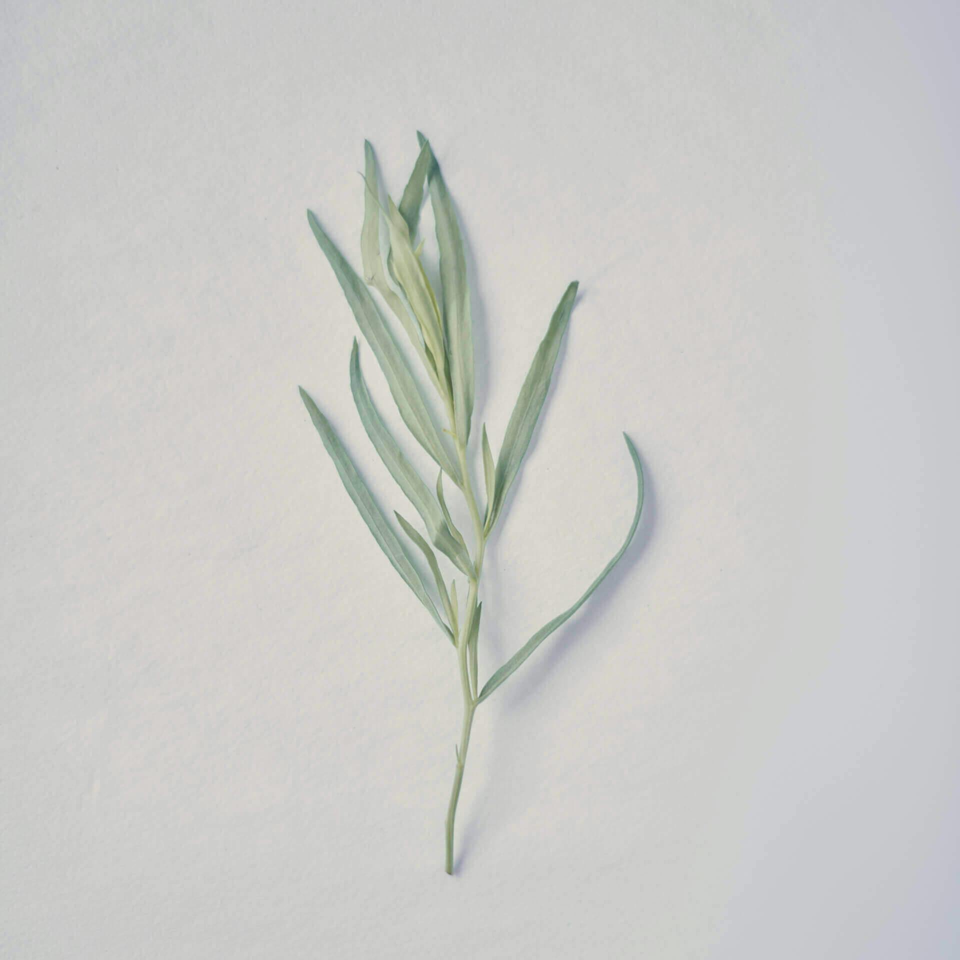 Organic Tarragon leaf, Ffern perfumery ingredient