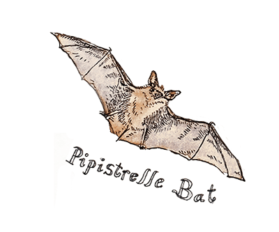 bat