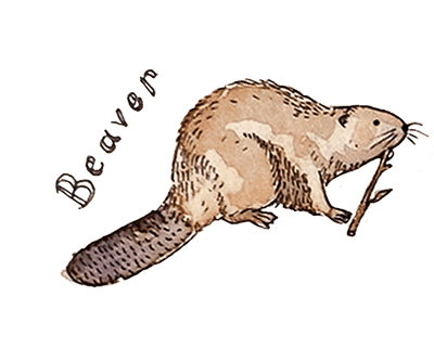 beaver