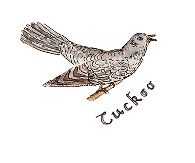 cuckoo