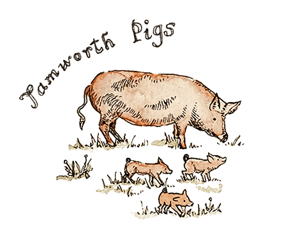 pig