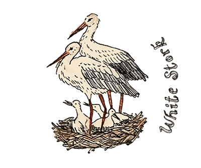 stork