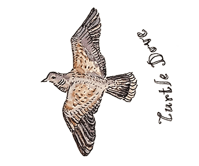 turtle-dove