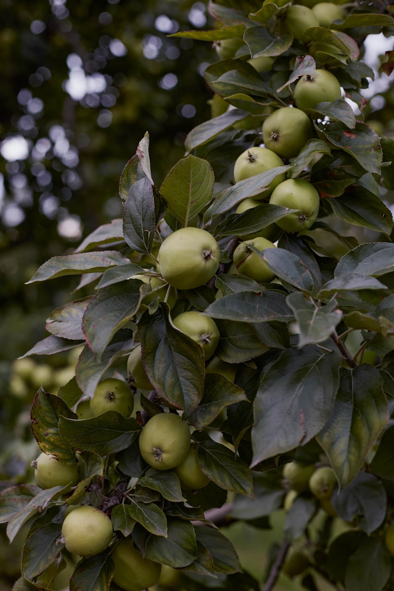 Ffern organic Autumn tea herb farm apple tree.